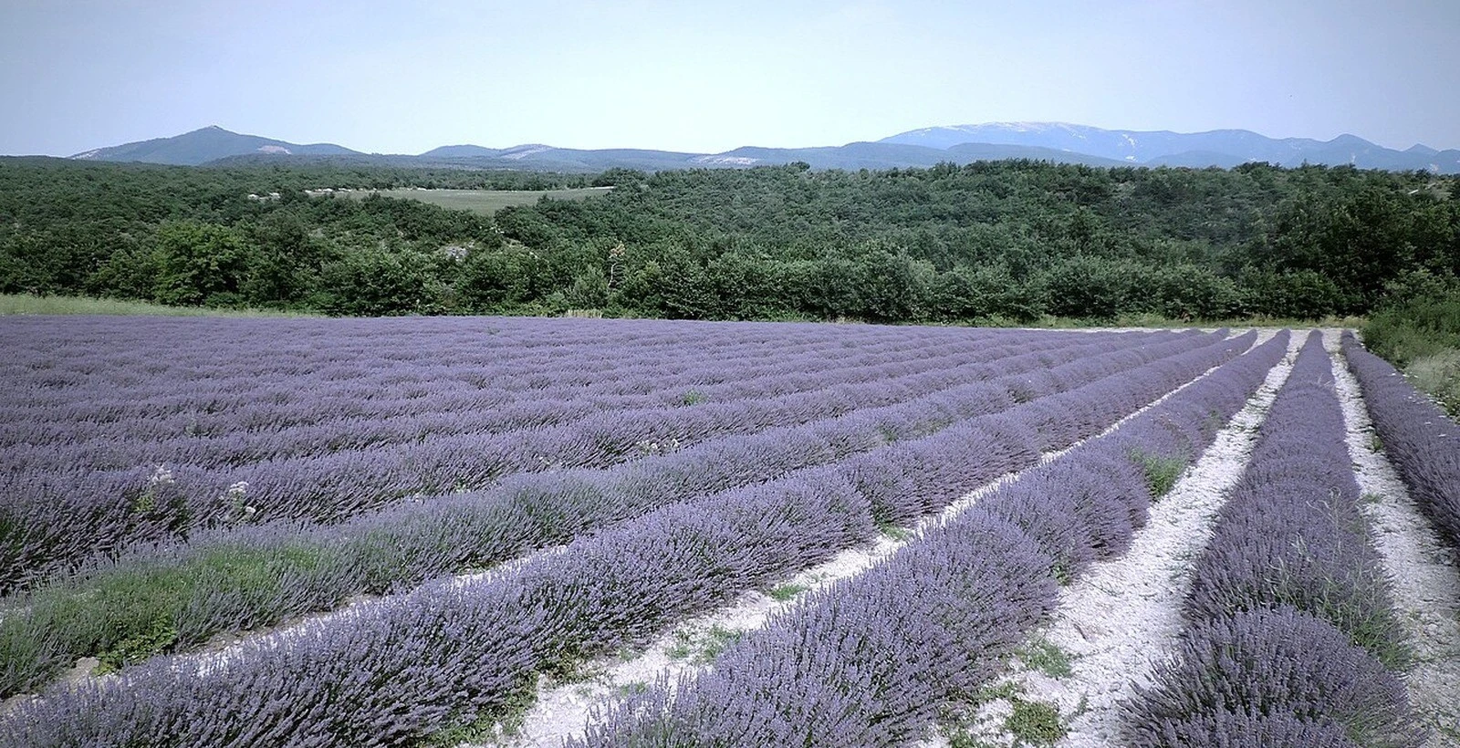 Purple lavender fields stretching across France’s Provence region